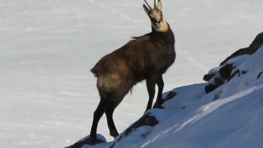 Raquettes Les Arcs, chamois et bouquetins