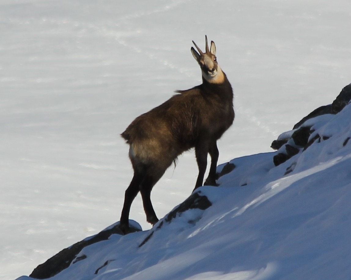 Raquettes Les Arcs, chamois et bouquetins